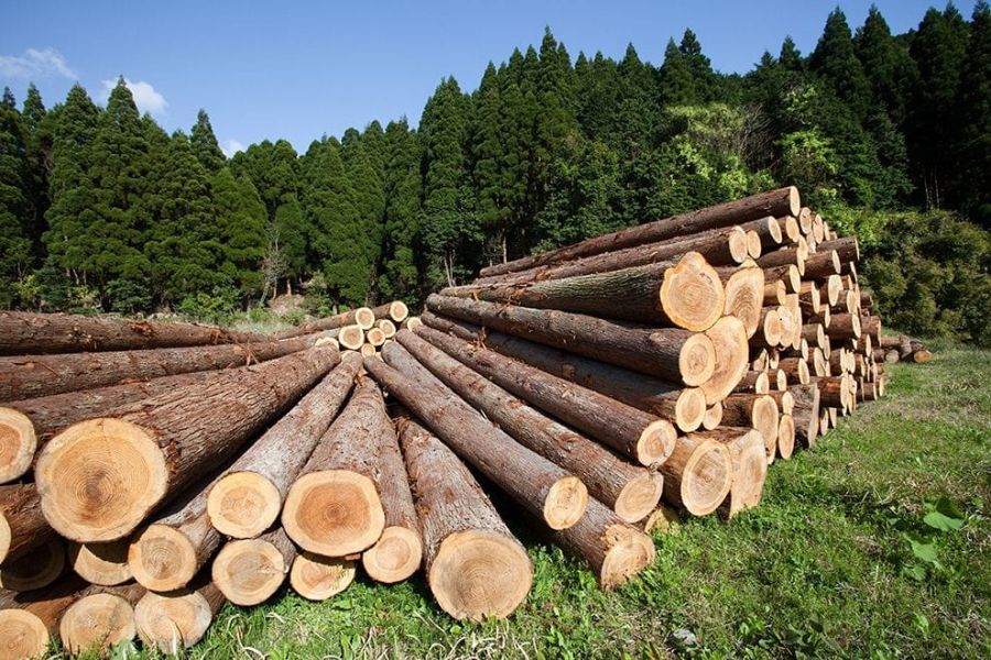  Desafíos Ambientales: El Exceso de Tala de Árboles para la Producción de Papel: Kartha