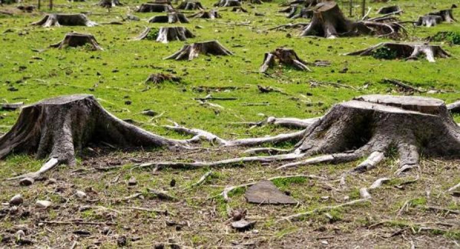 Desafíos y Consecuencias de la Tala de Árboles: Un Grito de Alerta para la Naturaleza: Kartha