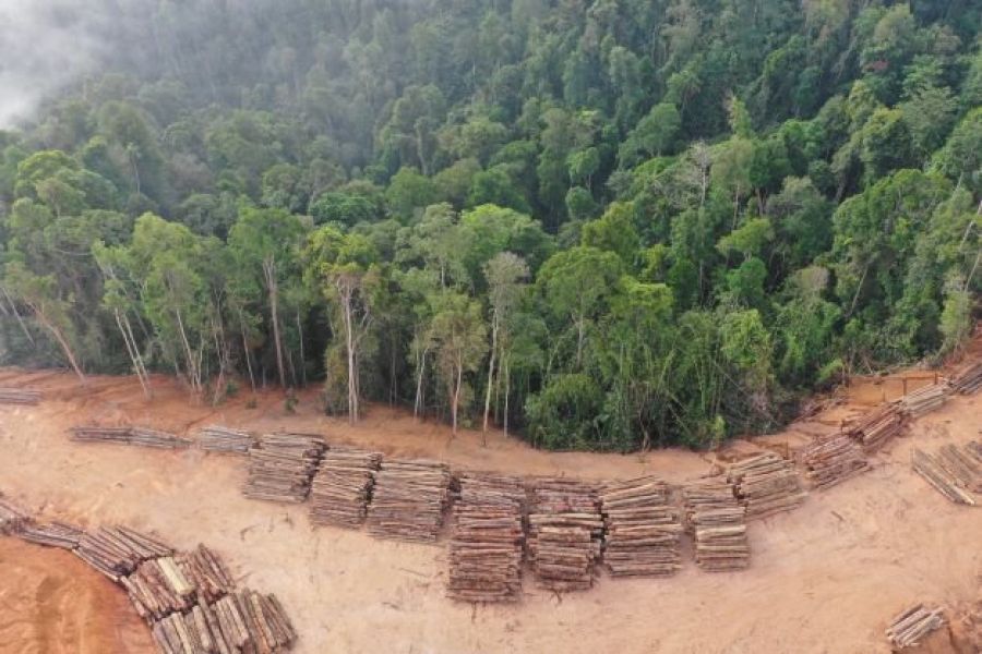 La Tala Indebida de Árboles por Empresas: Impactos Ambientales y Llamado a la Responsabilidad Corporativa: Kartha